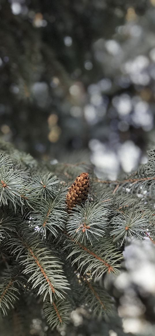 needles, pine, branch, cone, nature