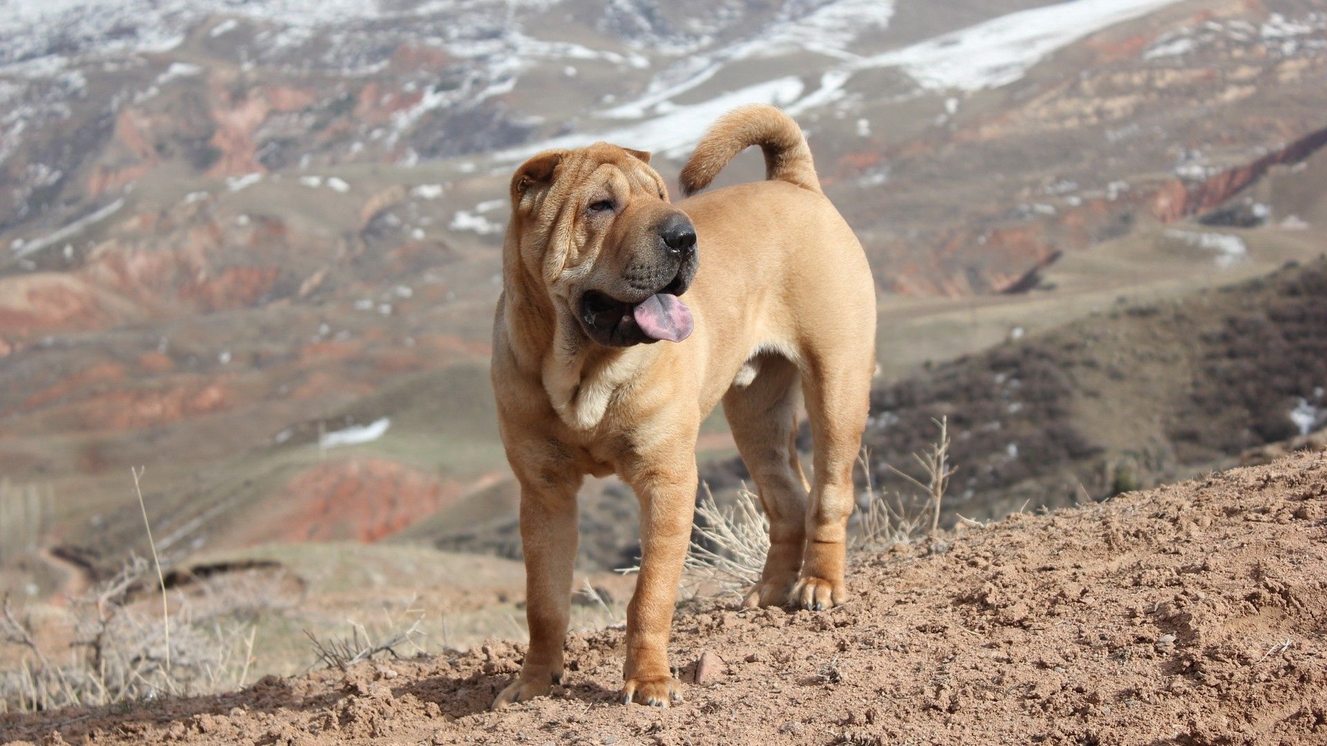 shar pei, dog, break, waiting