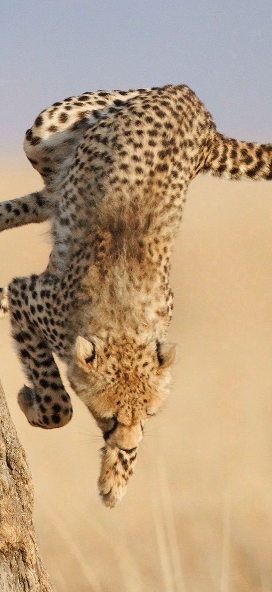 cheetah, jump, wood, big cat, hunting