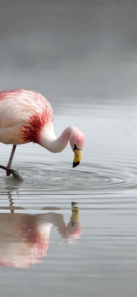 flamingo, bird, lake, river, water, hunting, plumage, color