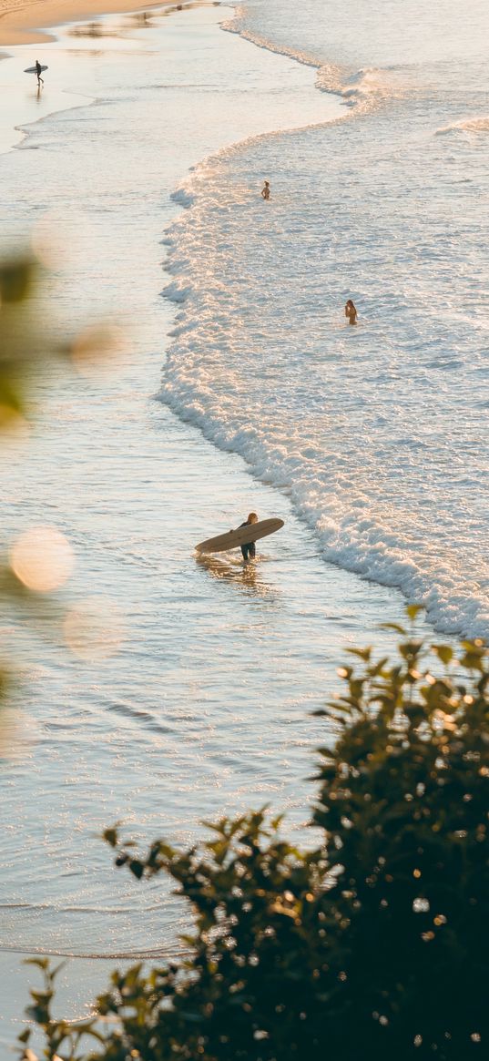 tree, sea, beach, surfers, surfing, summer, nature