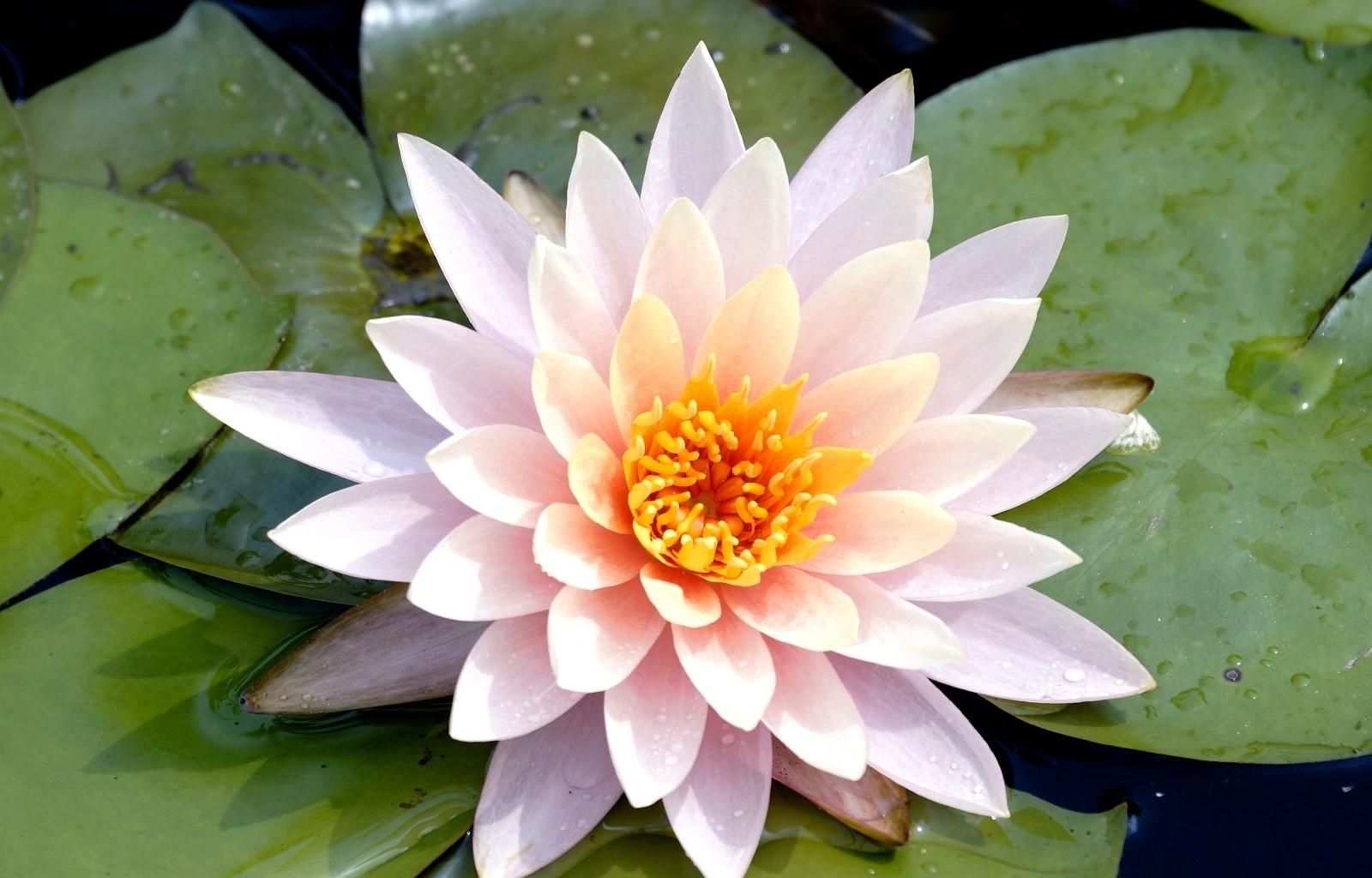 lily, flower, leaves, water drops, close-up