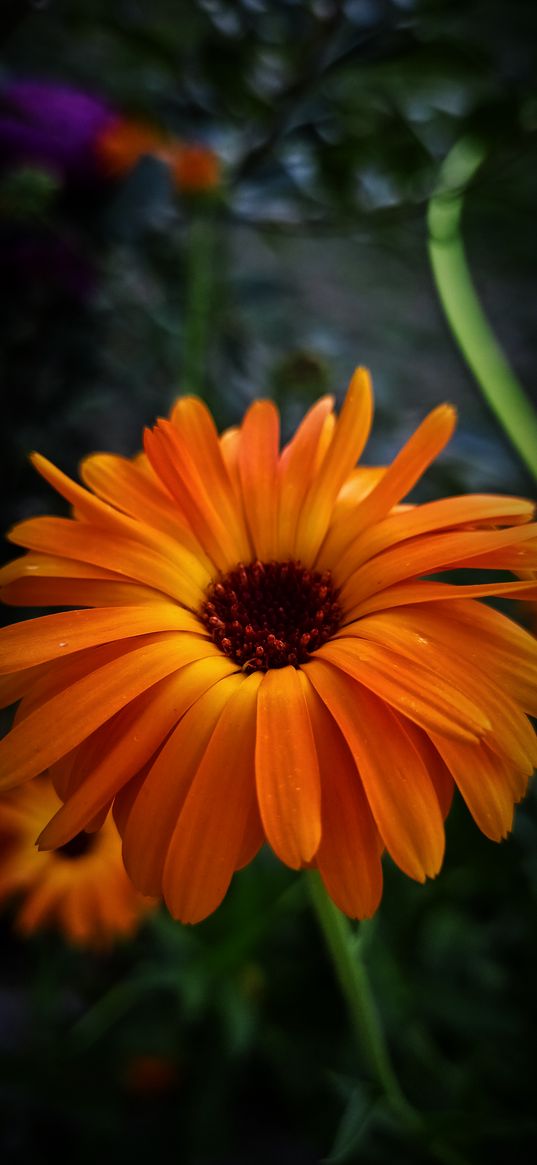 calendula, flower, orange, blur, summer, nature