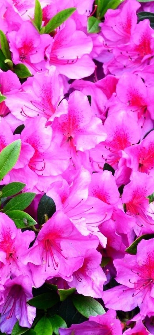 azalea, flowering, branches, green, close-up