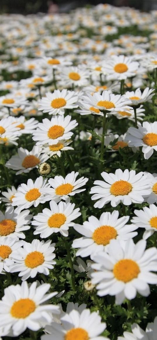 daisies, flowers, fields, green, blur