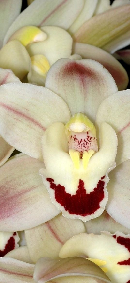 orchid, white, close-up, flower