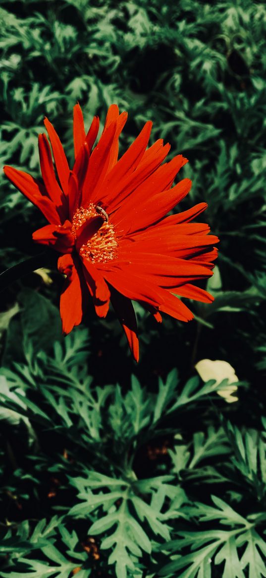 calendula, flower, red, nature