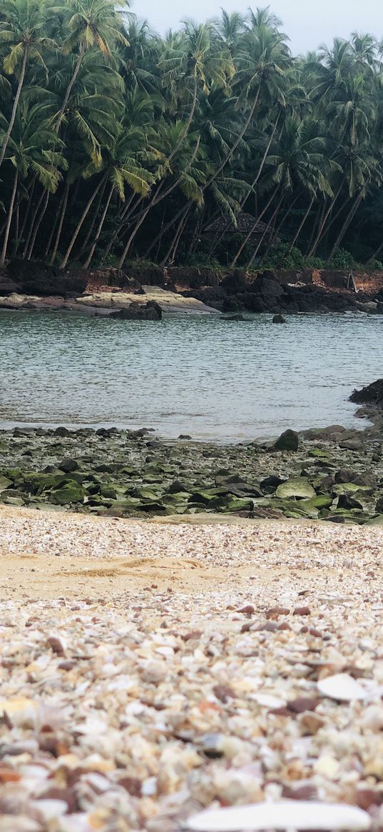 beach, shells, rocks, moss, sea, palm trees