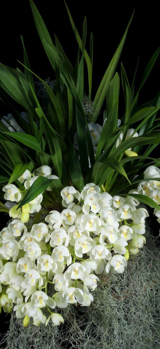 flowers, white, grape, leaves, black background