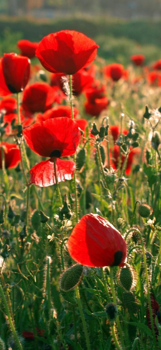 poppies, field, greens, summer