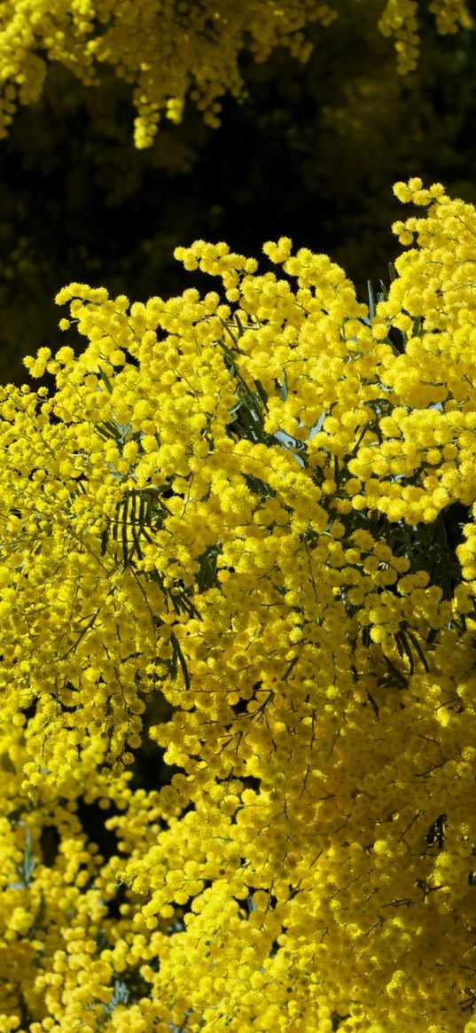 mimosa, twigs, shrubs, fluffy, spring, sky