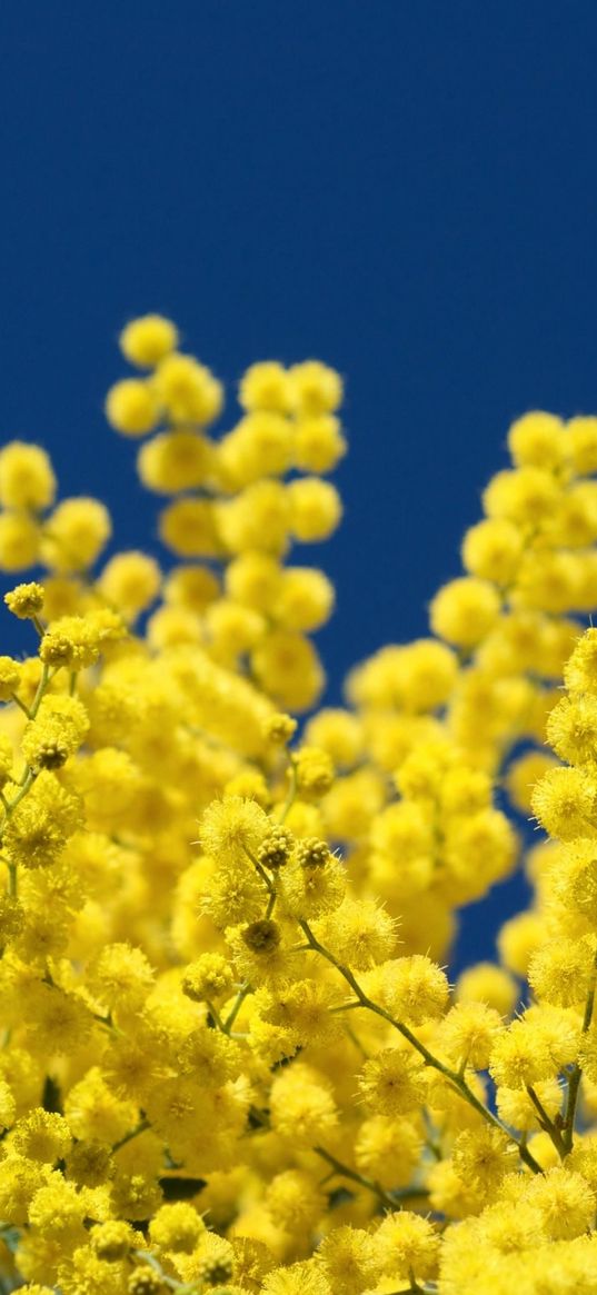 mimosa, twigs, yellow, fluffy, close-up, sky