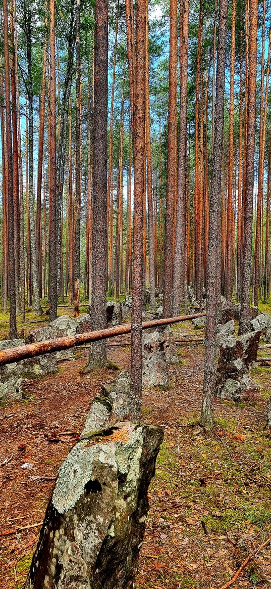 stones, pines, trees, forest, summer, nature