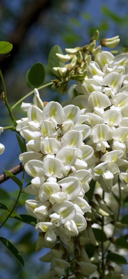 acacia, snow-white, branch, green