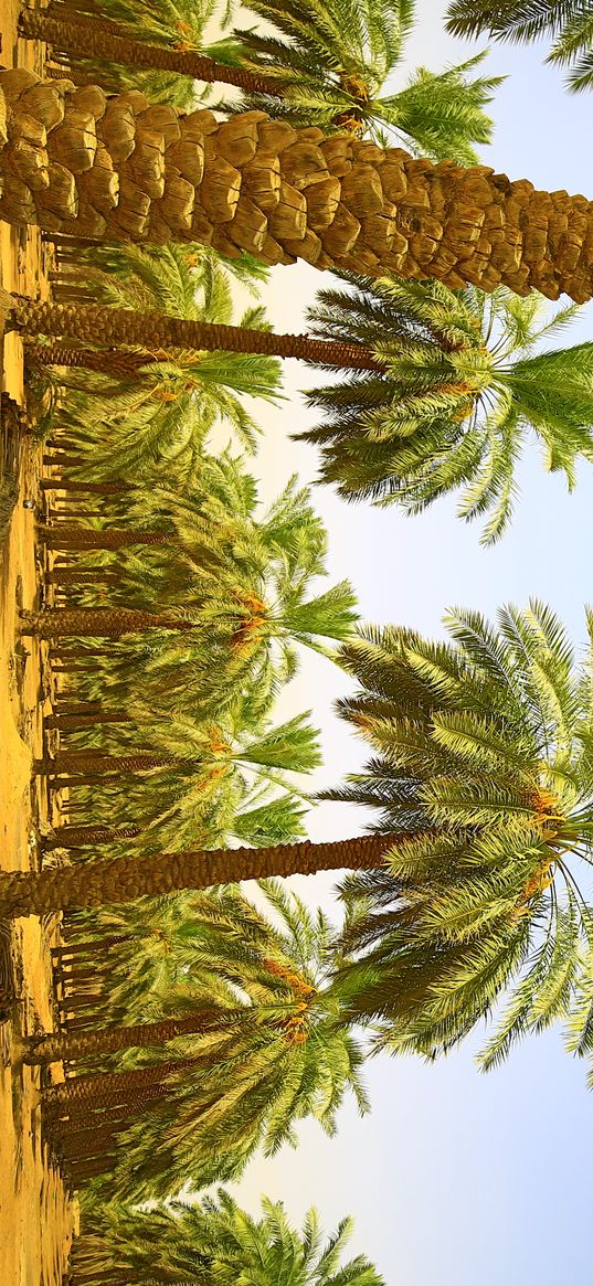 palm trees, plantation, blue sky, nature