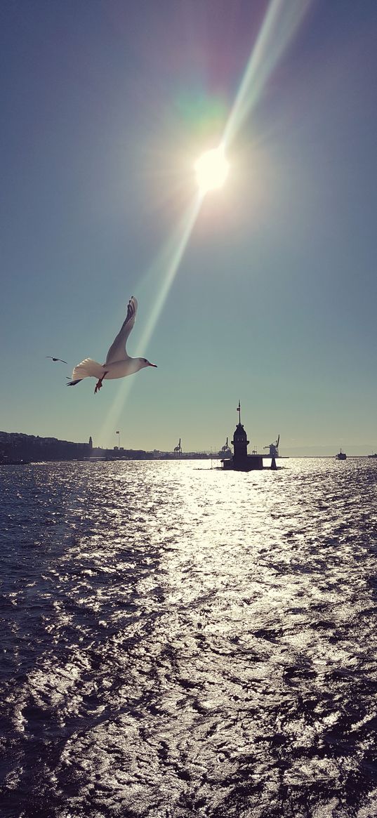 sea, seagull, bird, city