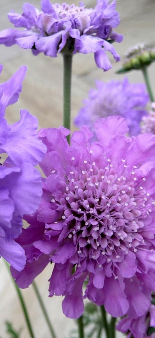 scabious, flowers, garden, close-up, flowerbed