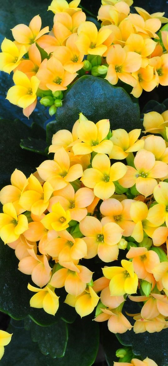 kalanchoe, flowers, indoor, flowering, pebbles