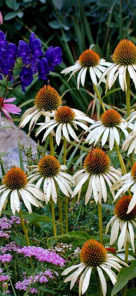 echinacea, flowers, herbs, stone, summer