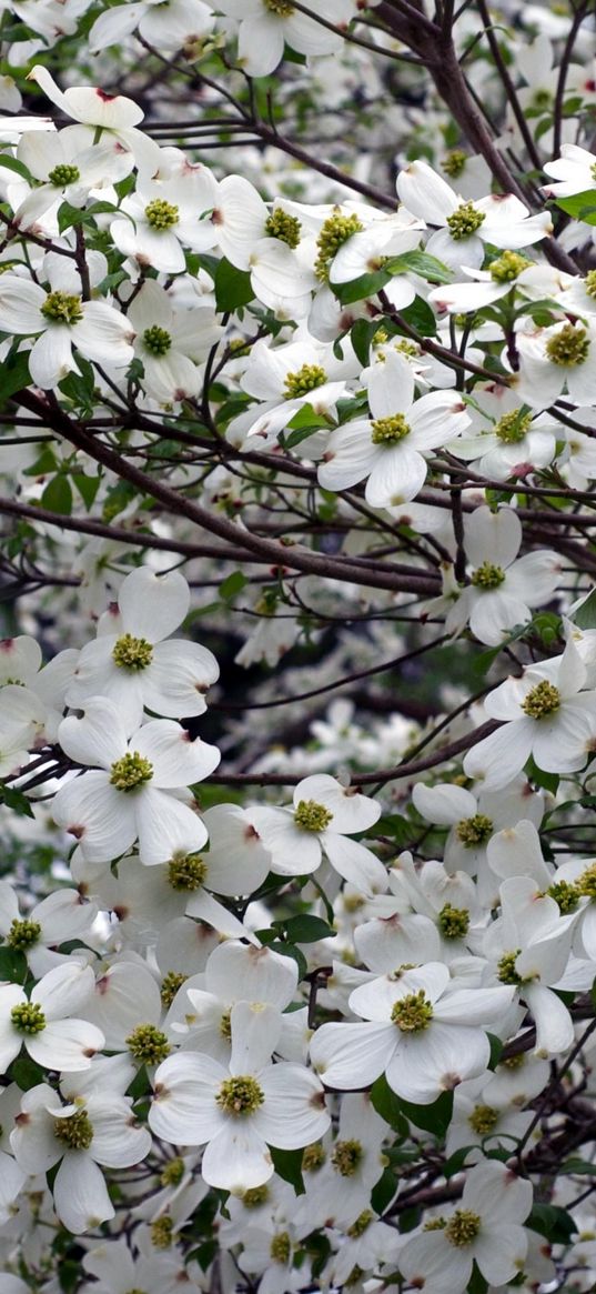 dogwood, white, flower, garden, branches