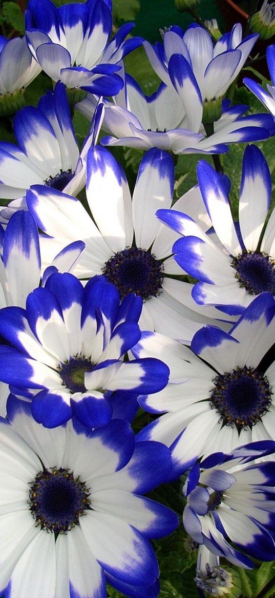 cineraria, flower, bright, colorful, beauty