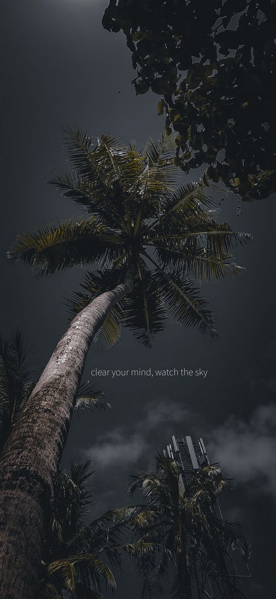 mind, sky, text, palm trees