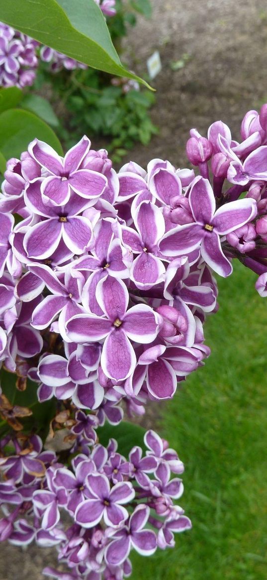 lilacs, bloom, spring, branches, leaves, close-up