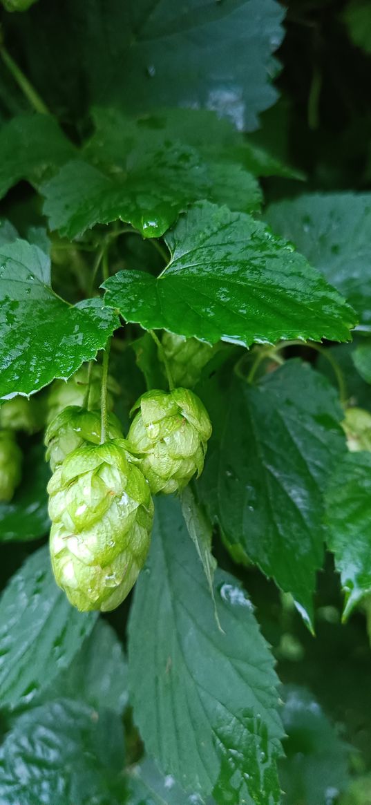 hops, rain, nature