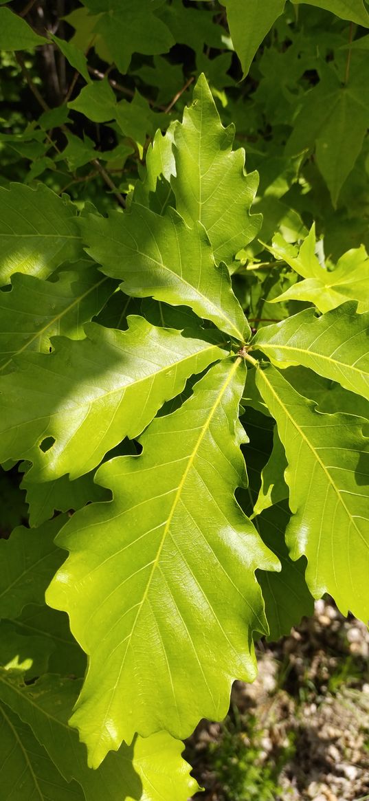 nature, leaves, oak