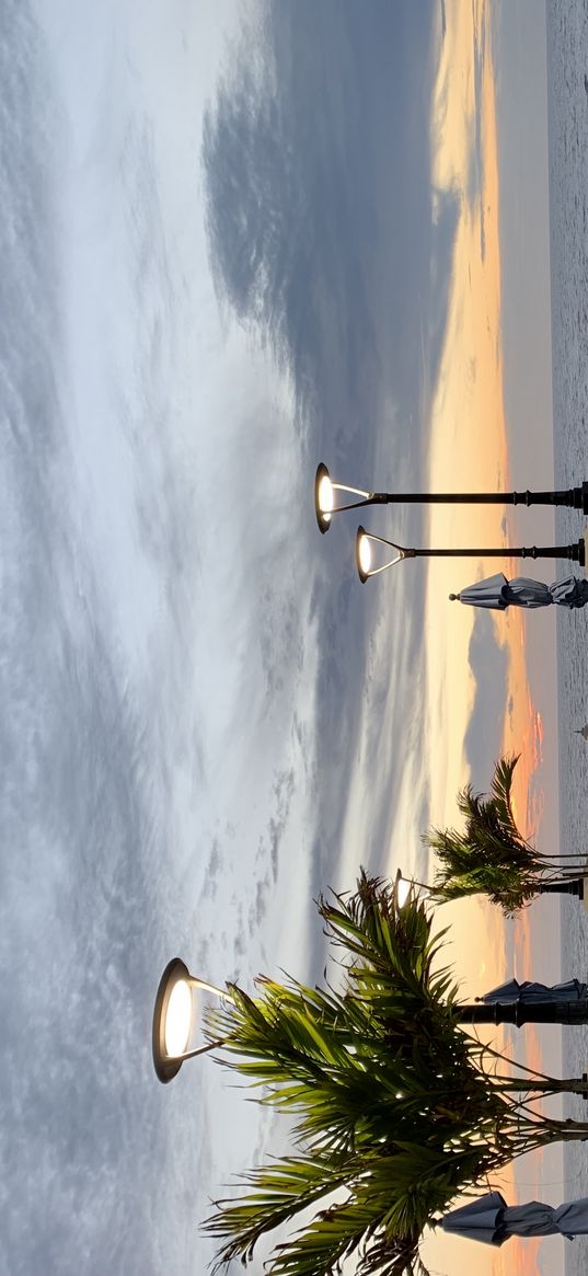 nature, sky, palm, evening