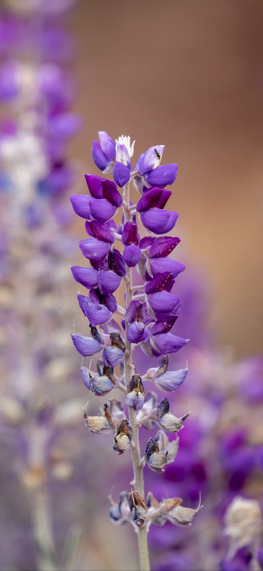 lupine, inflorescence, blur, purple