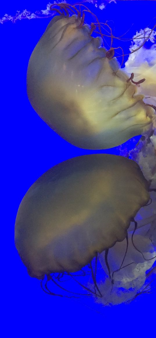 shanghai, jellyfish, oceanarium