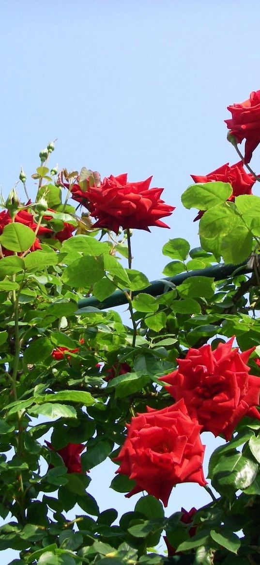 roses, flowers, shrub, herbs, beauty, sky