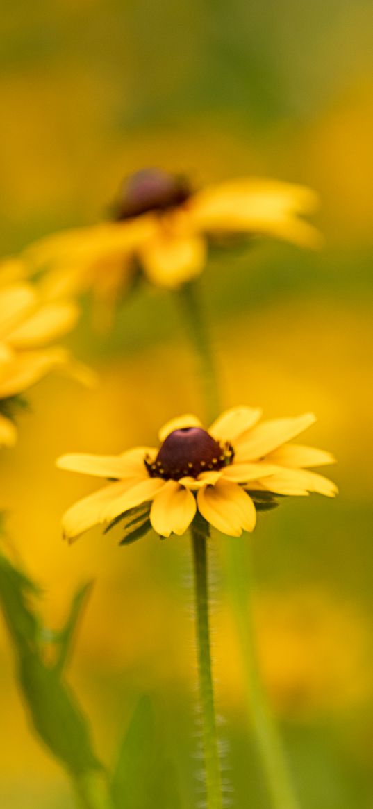 rudbeckia, flower, petals, macro, yellow