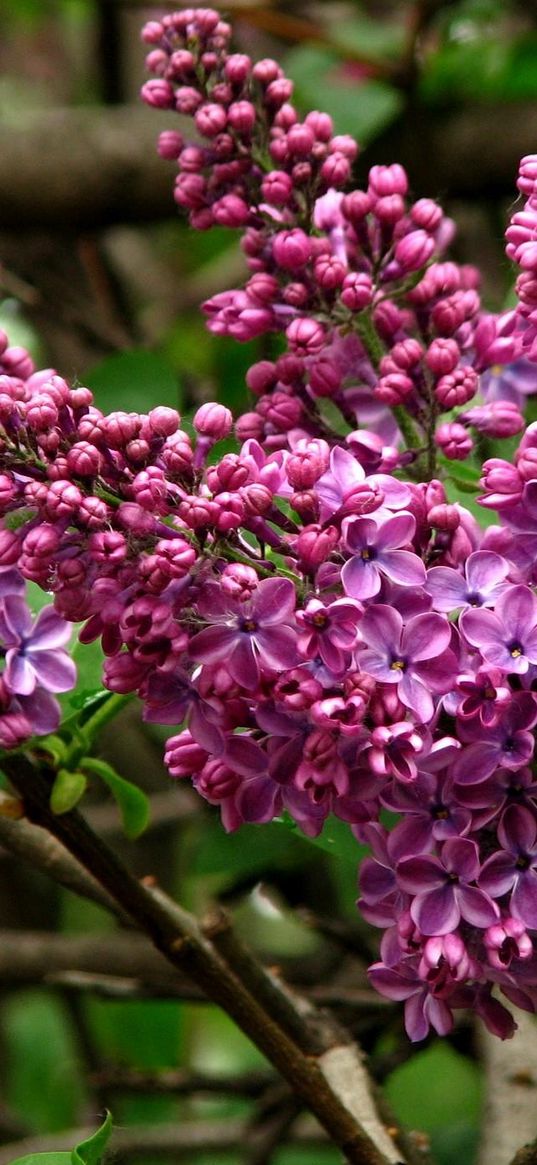 lilac, blossoms, branch, close-up, spring