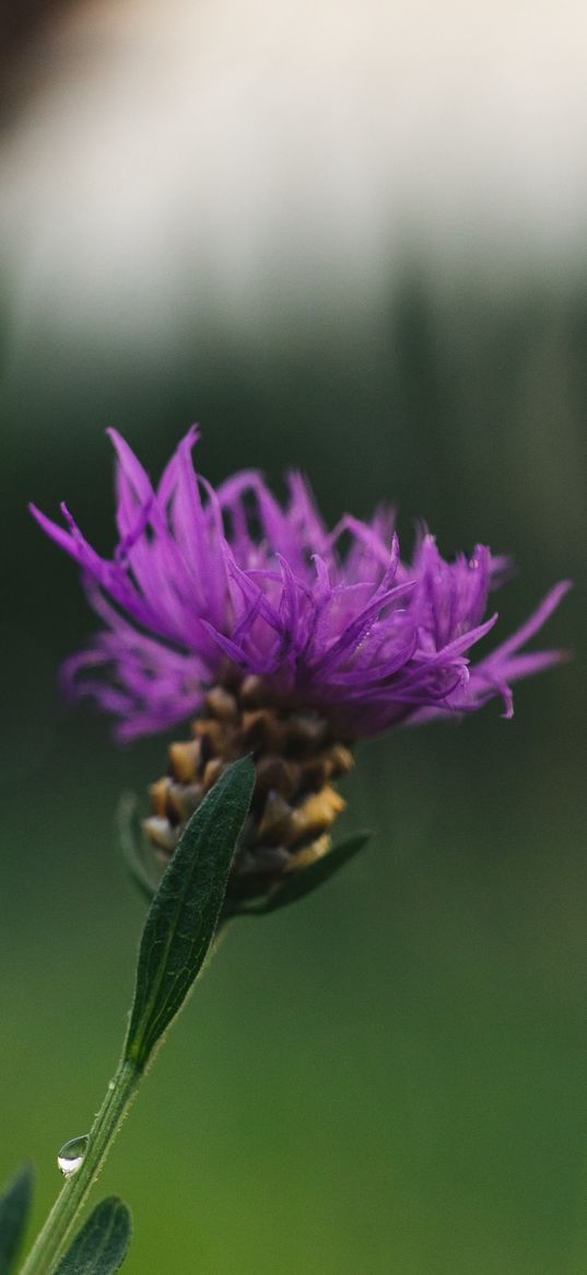 cornflower, flower, purple, macro