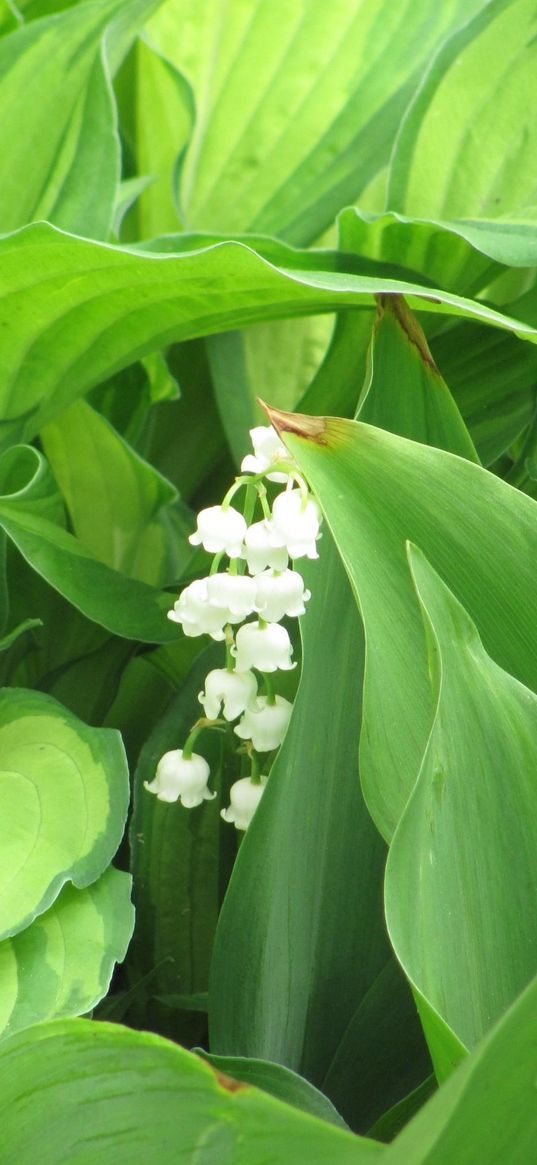 muguet, flower, leaf, primroses, spring