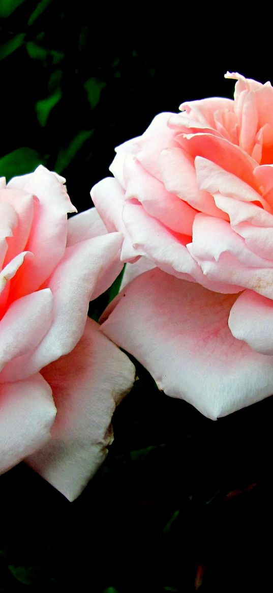 roses, flowers, buds, pair, close up, dark