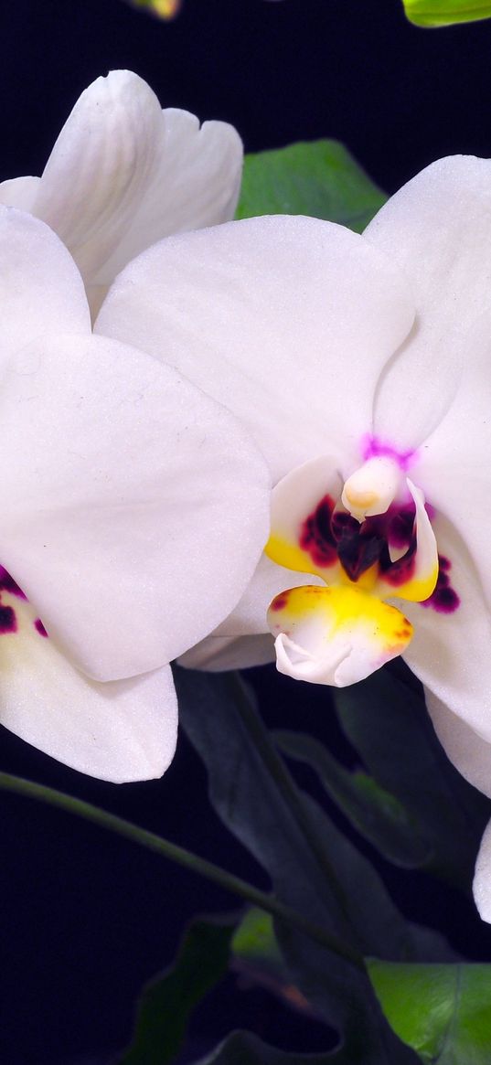 orchid, branch, green, close-up, background