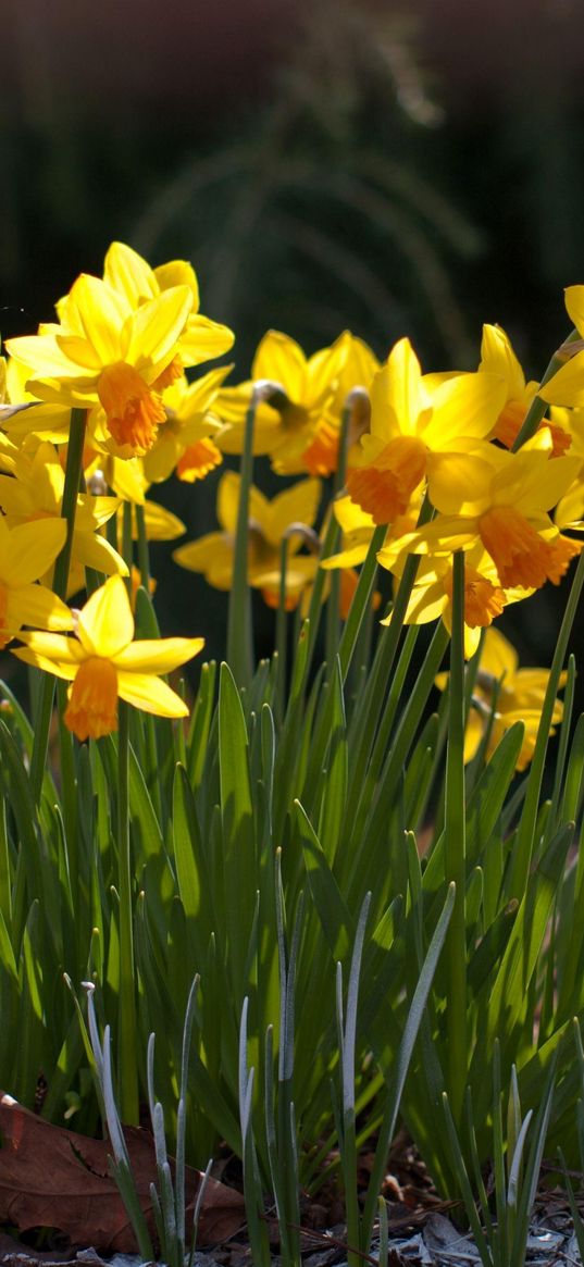 daffodils, crocuses, flowers, spring, sunny, meadow