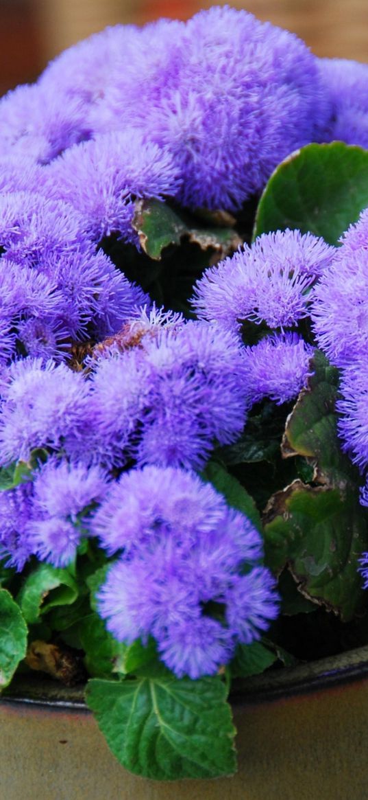 ageratum, flower, fluffy, leaves, pot