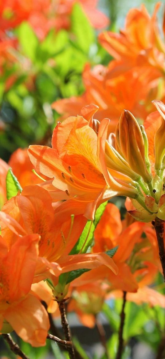 azaleas, flowering, orange, branches, close-up