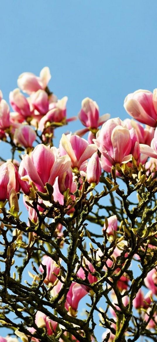 magnolia, blossoms, twigs, spring, sky