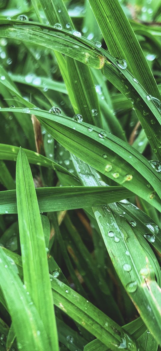 grass, dew, nature, morning