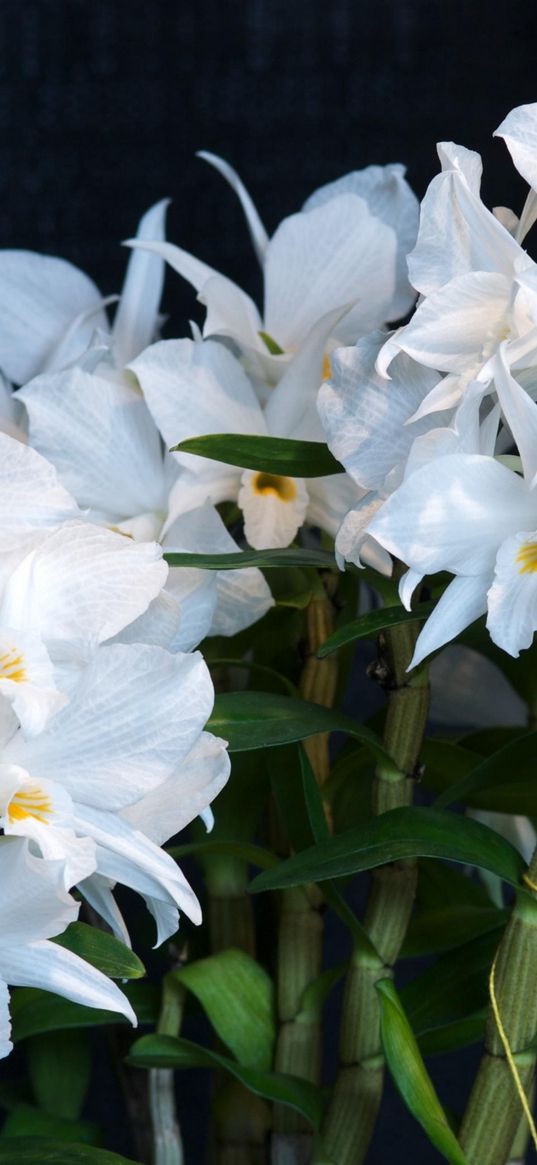 orchid, flower, white, background, stems