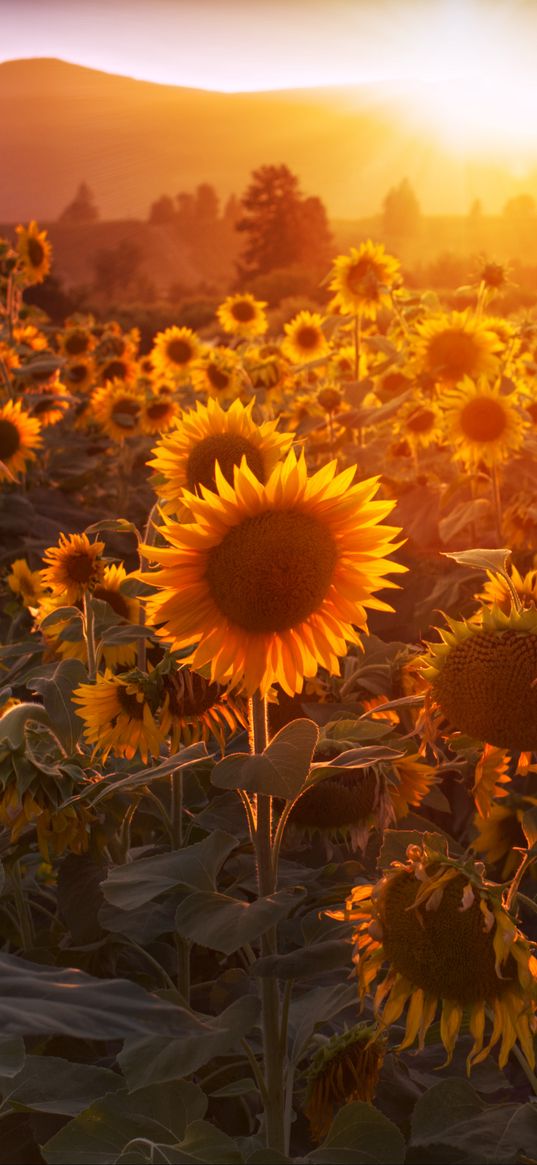 sunflowers, petals, leaves, sunset, dark