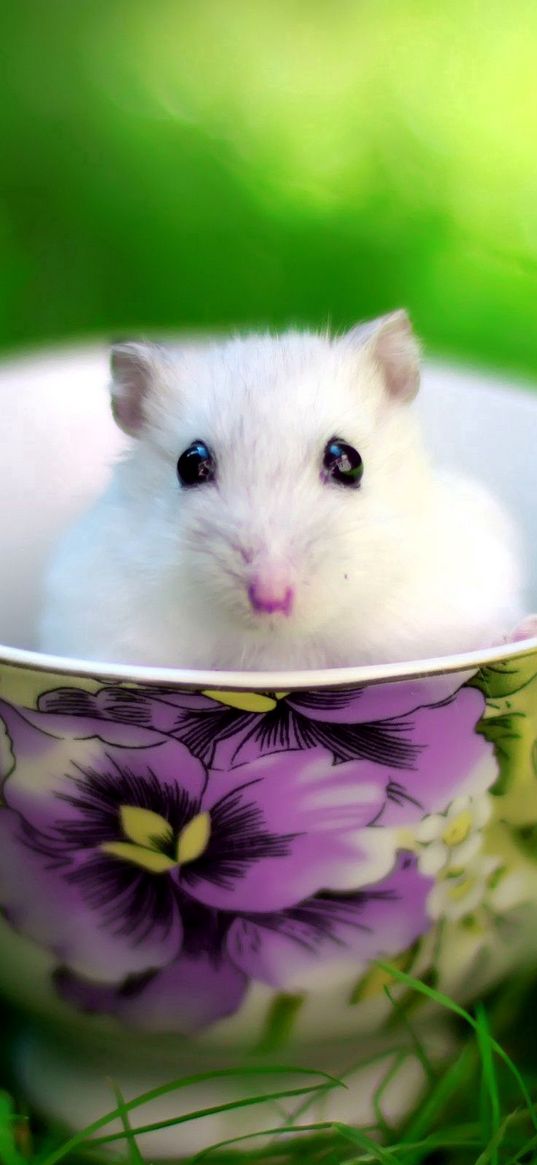 hamster, cup, rodent, grass