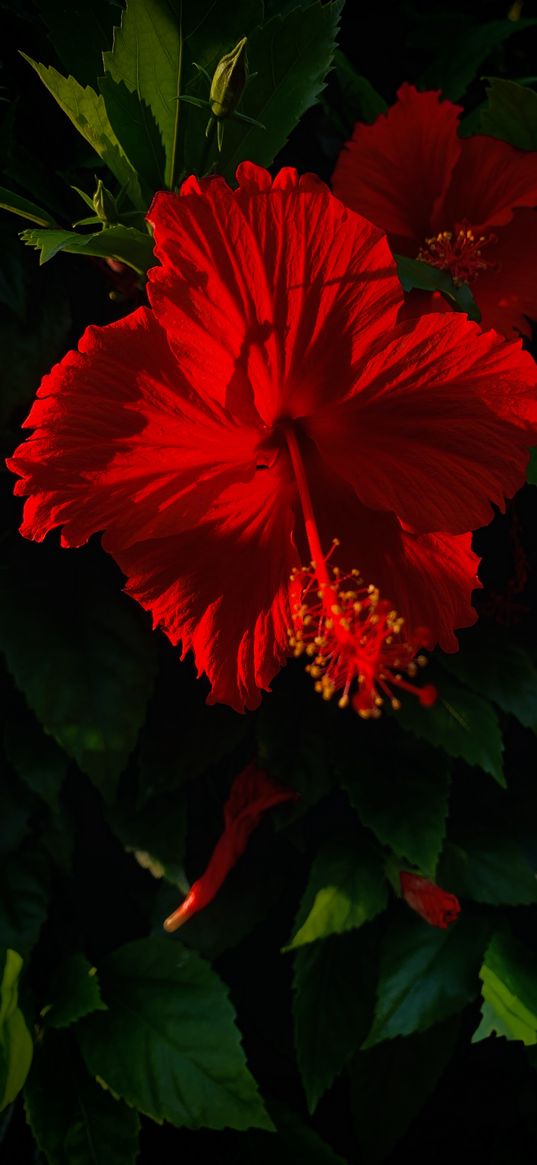 nature, flowers, leaves, hibiscus, red