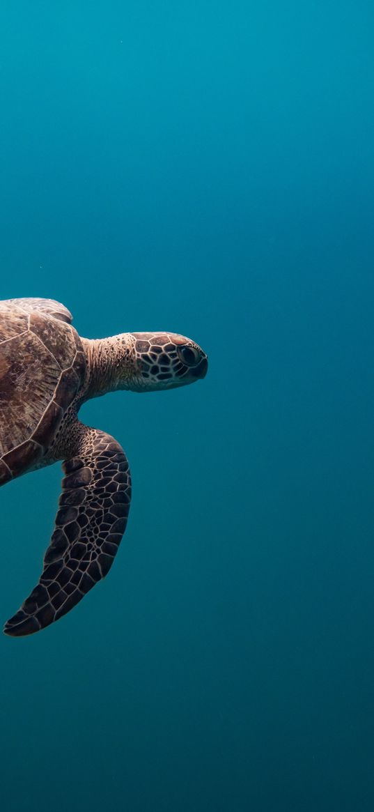 sea turtle, blue ocean, turtle, blue