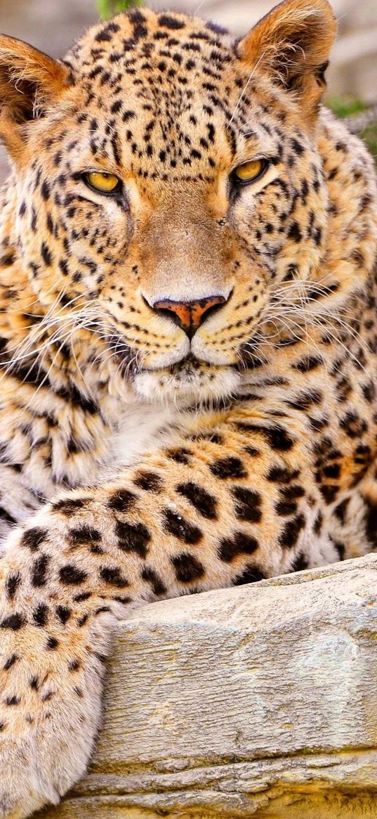 leopard, big cat, lies, beautiful, happy